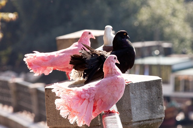 熊在面对教 熊在面对教